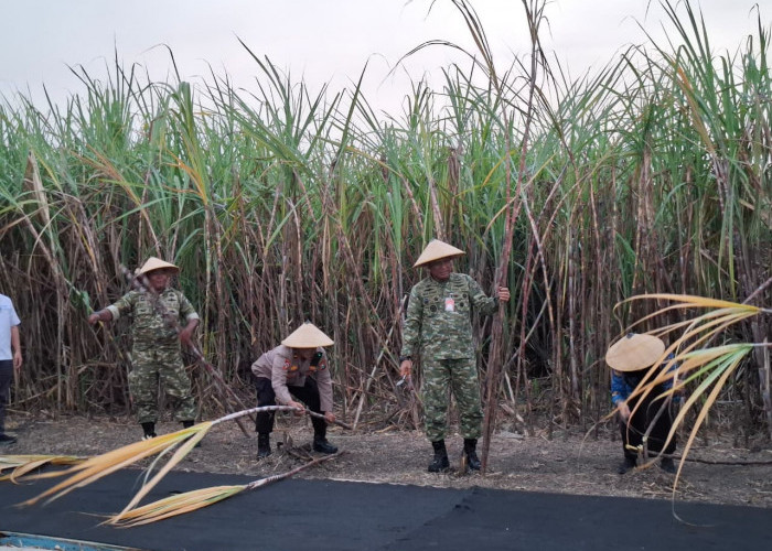 Dukung Swasembada Gula, Lanud Muljono Ikuti Panen Raya Tebu di Pasuruan