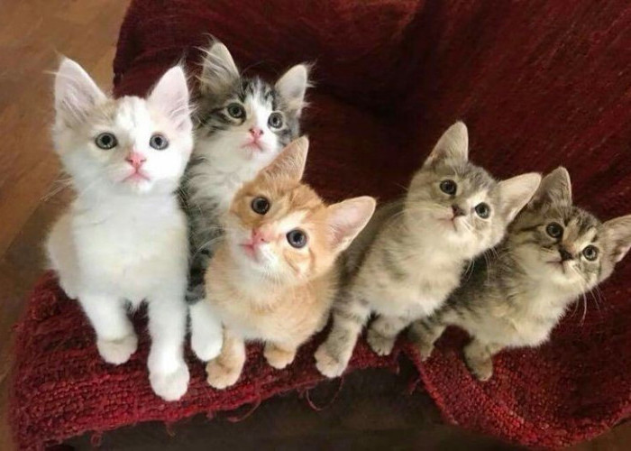 Waspada! Bulu Kucing Bisa Picu Penyakit Serius, Ini Fakta yang Kerap Diabaikan