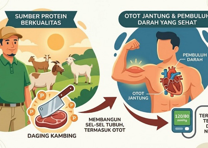 Daging Kambing, Tekanan Darah, Keperkasaan