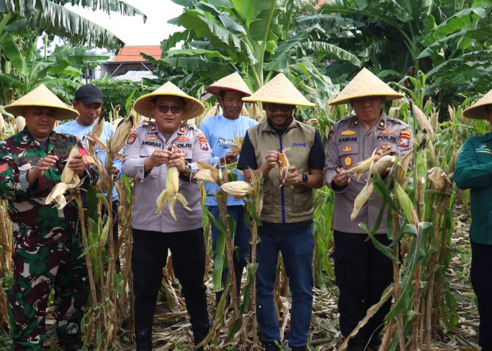 Dukung Asta Cita, Polres Pelabuhan Tanjung Perak Panen 1,6 Ton Jagung di Tambak Wedi