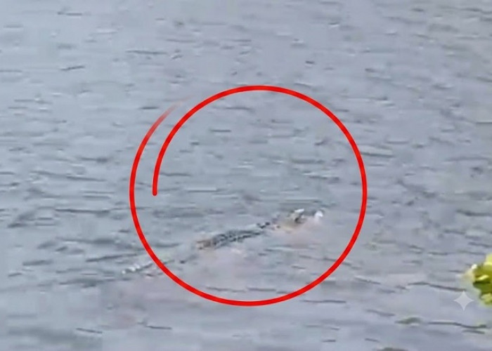  Buaya 3,5 Meter Muncul di Bengawan Solo, Warga Bungah Gresik Diimbau Waspada
