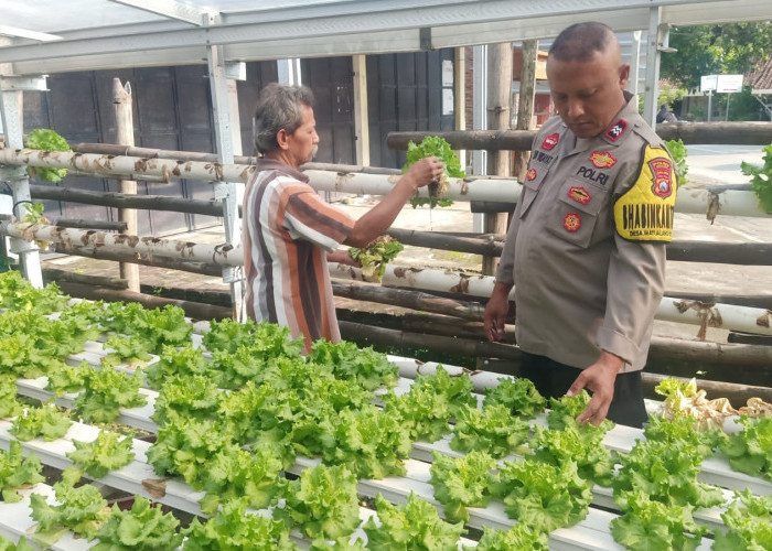 Bhabinkamtibmas Watualang Monitoring Sawi Hijau dan Selada, Dukung Ketahanan Pangan Warga