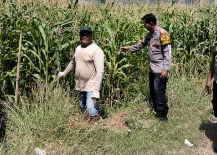 Polsek Tulangan Tinjau Lahan Jagung di Desa Kajeksan, Dukung Swasembada Pangan