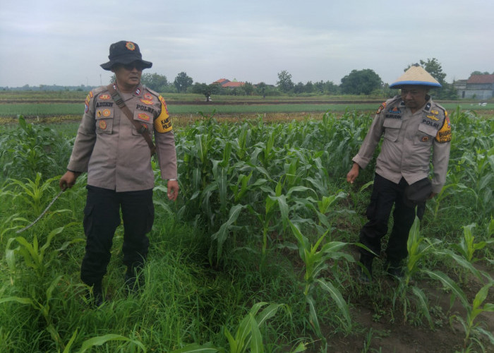 Dukung Swasembada Pangan, Kanit Binmas Polsek Krembung Rawat Jagung Hibrida