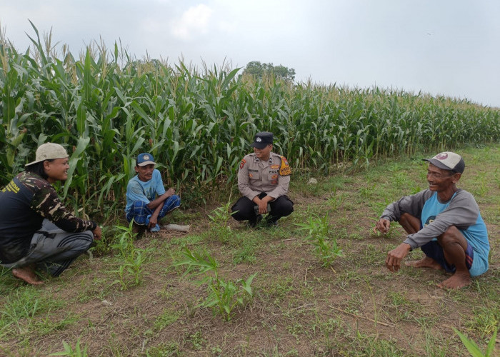 Polsek Porong Pantau Pertumbuhan Jagung, Dukung Ketahanan Pangan Nasional