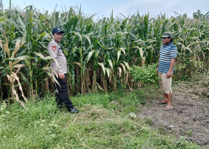 Polsek Balongbendo Tinjau Kesiapan Panen Jagung, Dukung Ketahanan Pangan