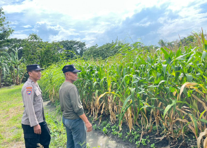 Bhabinkamtibmas Polsek Taman Cek Lahan Jagung dan Berdialog dengan Warga