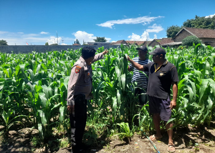 Dukung Asta Cita Presiden Prabowo, Bhabinkamtibmas Prambon Pantau Lahan Jagung di Desa Bulang
