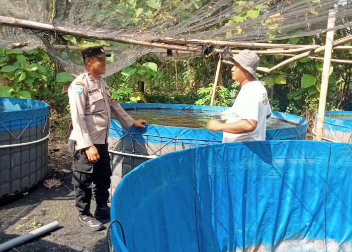 Bhabinkamtibmas Ngawi Kota Dukung Budidaya Lele dan Nila Warga, Perkuat Ketahanan Pangan Mandiri