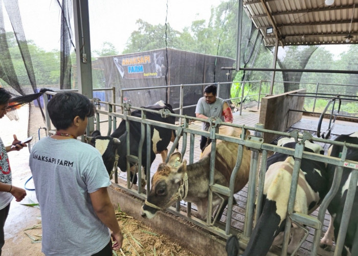 BRI Peduli Tingkatkan Kapasitas Peternak Sapi Perah di Malang Lewat Program Klaster Unggulan