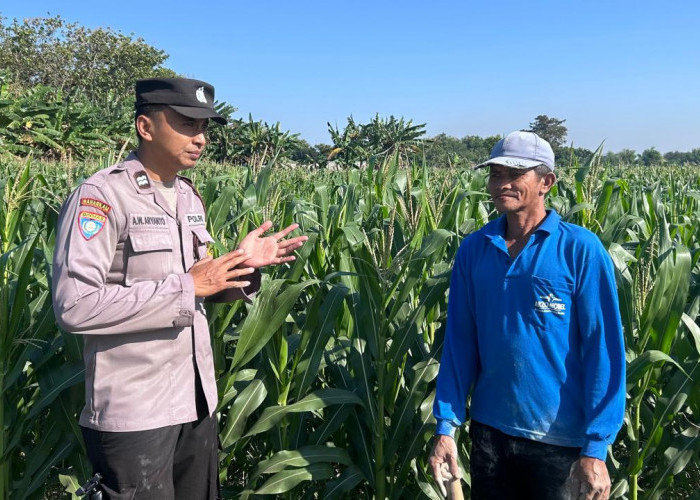Sambangi Lahan Pertanian, Bhabinkamtibmas Grogol Edukasi Petani Jagung