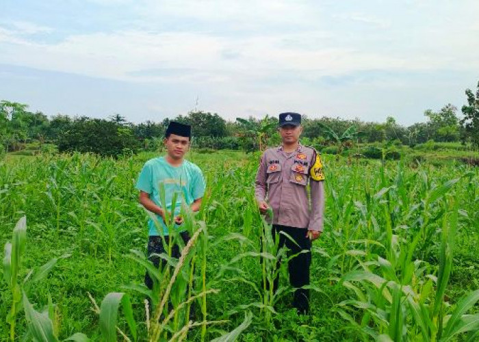 Hadapi Puncak Kemarau, Polsek Blega Pantau Tumbuh Kembang Tanaman Jagung di Desa Karang Gajam