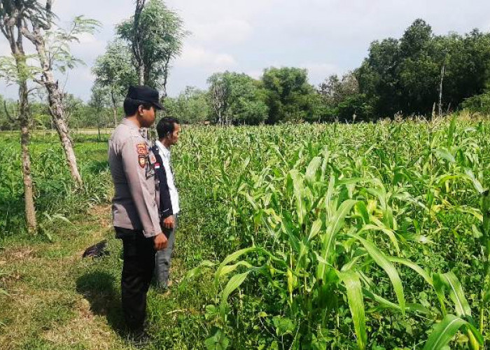 Puncak Kemarau, Polsek Tanjung Bumi Turun Langsung Dampingi Petani Jagung