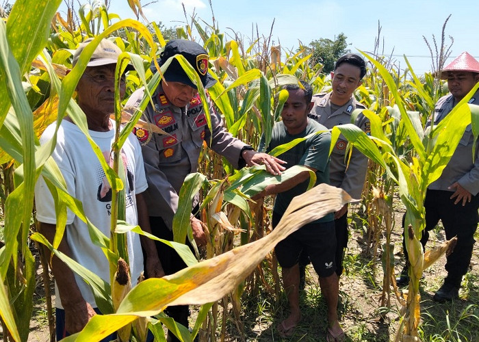 Optimalkan Swasembada Pangan, Polisi Sidoarjo Masifkan Pengelolaan Lahan Tanaman Jagung