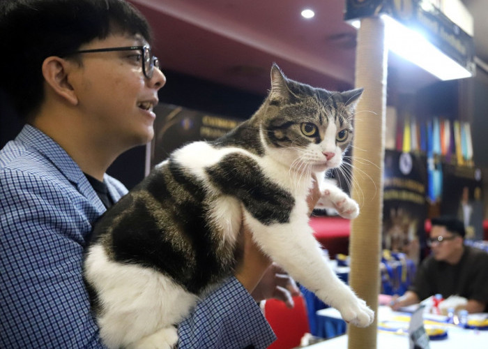 Puluhan Kucing Tebar Pesona di Piala Rektor Prana Satwa Brawijaya 