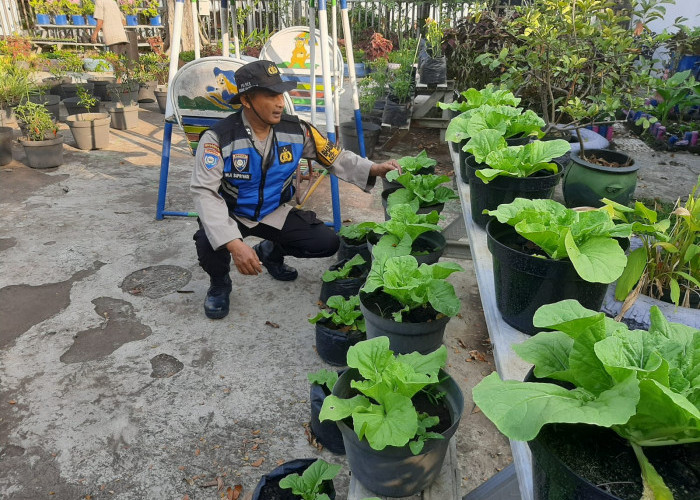 Dukung Ketahanan Pangan, Polsek Krembangan Panen Sawi Hidroponik Bersama KWT Dorang Cinta