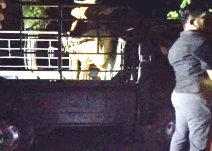 Sikapi Keresahan Masyarakat, Satreskrim Polres Bangkalan Bekuk 2 Alap-Alap Ternak Sapi