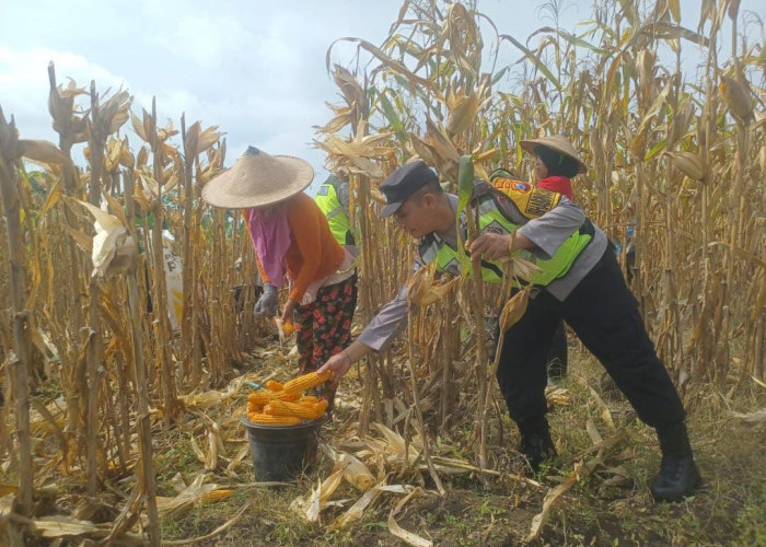 Ketahanan Pangan, Bhabinkamtibmas dan Babinsa Kawal Panen Jagung di Kedungadem