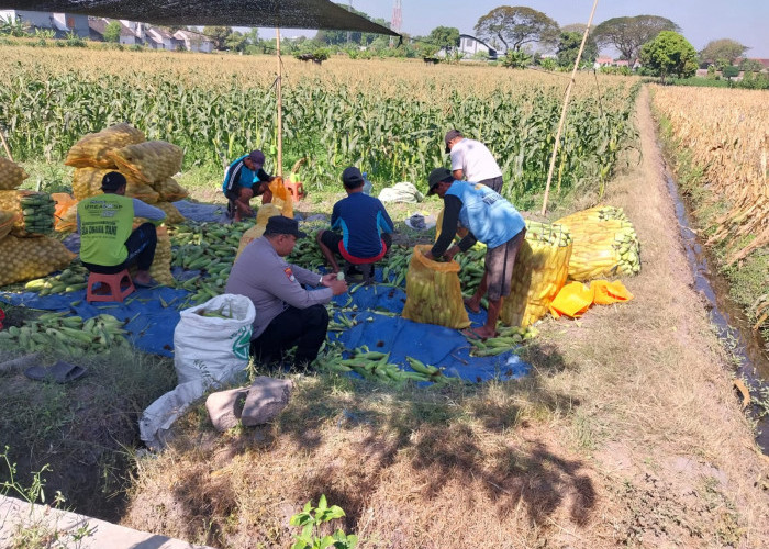 Panen Jagung Melimpah, Bhabinkamtibmas Banjaran Dorong Produktivitas Petani untuk Swasembada Pangan