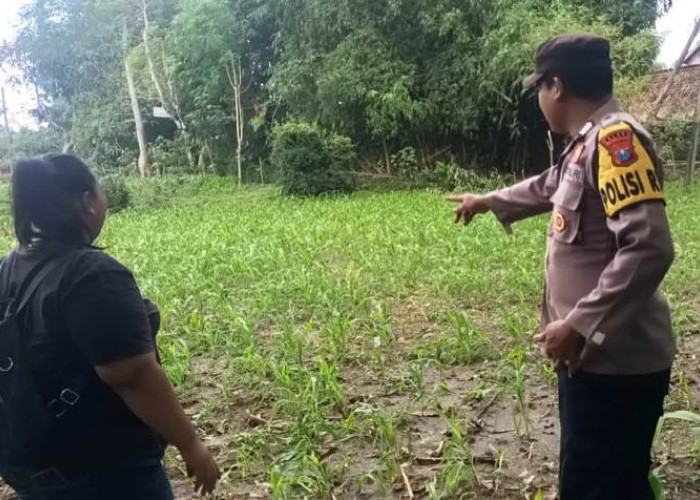Jaga Stabilitas Ketahanan Pangan, Polsek Galis Edukasi Petani Jagung Desa Banyu Bunih