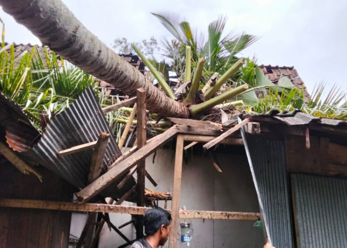 Kakek 75 Tahun di Situbondo Nyaris Tewas Tertimpa Pohon Kelapa Tumbang
