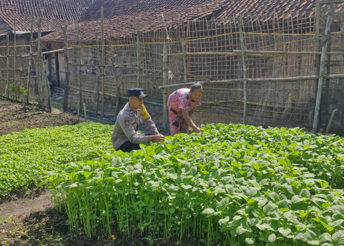Bhabinkamtibmas Mantingan Monitoring Tanaman Bayam Warga, Dukung Ketahanan Pangan