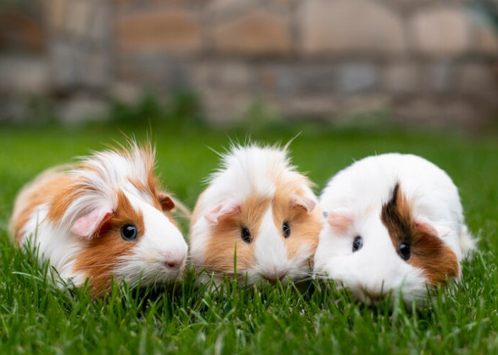 Hamster Peliharaan Lucu, Mengapa Rentan Mengalami Kematian? 