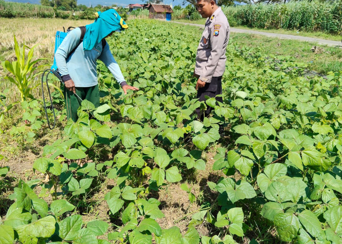 Polsek Porong Edukasi Ketahanan Pangan Desa