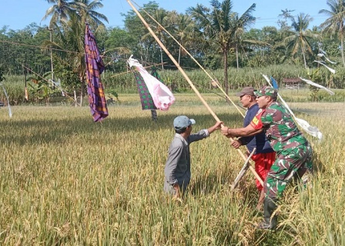 Babinsa Bandaran Dampingi Petani Pasang Jaring Antisipasi Hama Burung