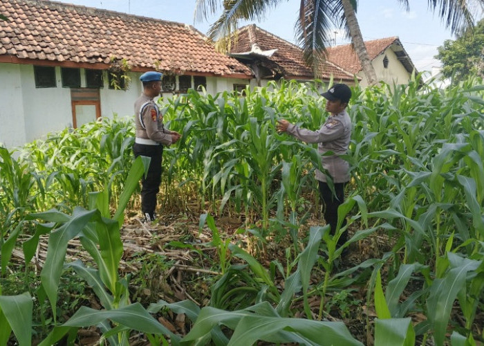 Polsek Jatiroto Tinjau Lahan Jagung, Dorong Ketahanan Pangan Nasional