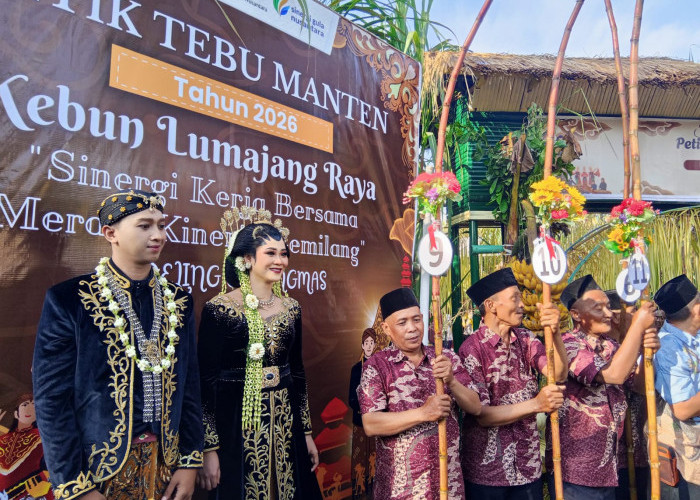 Lestarikan Budaya, Tradisi Petik Tebu Manten Tandai Dimulainya Musim Giling PG Jatiroto 2026