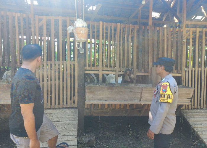 Pemanfaatan Lahan Kosong untuk Peternakan Kambing Etawa, Dukung Program Ketahanan Pangan