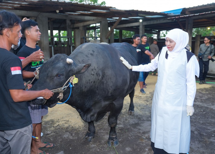  Perawatan Ketat Sapi Kurban Khofifah di Mojokerto, Dimandikan dan Diberi Jamu Herbal
