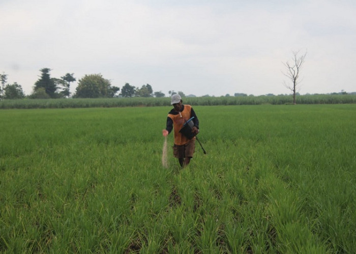 Pupuk Subsidi Laris Manis, 27 Juta Kilogram Tersalurkan ke Petani Jombang