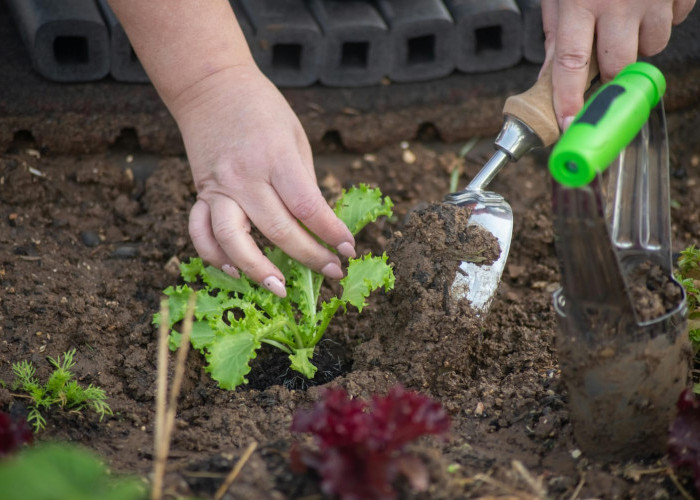 Tanaman yang Mudah Ditanam dan Cepat Panen untuk Pemula