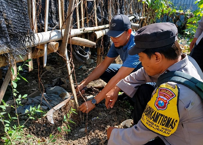 Perkuat Ketahanan Pangan,Polres Pelabuhan Tanjung Perak Panen Ubi Ungu