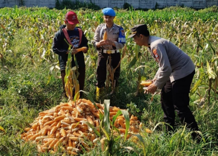 Dukung Ketahanan Pangan Nasional, Polresta Malang Kota dan Gabungan Kelompok Tani Panen 2,5 Ton Jagung