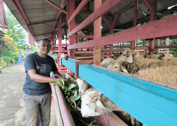 Kisah Inspiratif Muhammad Salim, Penggaduh Kambing Berkembang Jadi Jutawan Berkat Ternak Domba