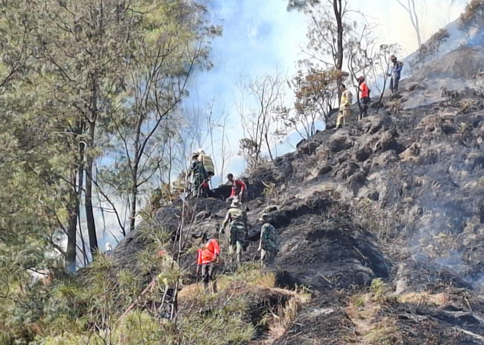 Kebakaran Hutan dan Lahan  TNBTS Pasuruan Sulit Dipadamkan, Api Merembet ke Bukit Cinta
