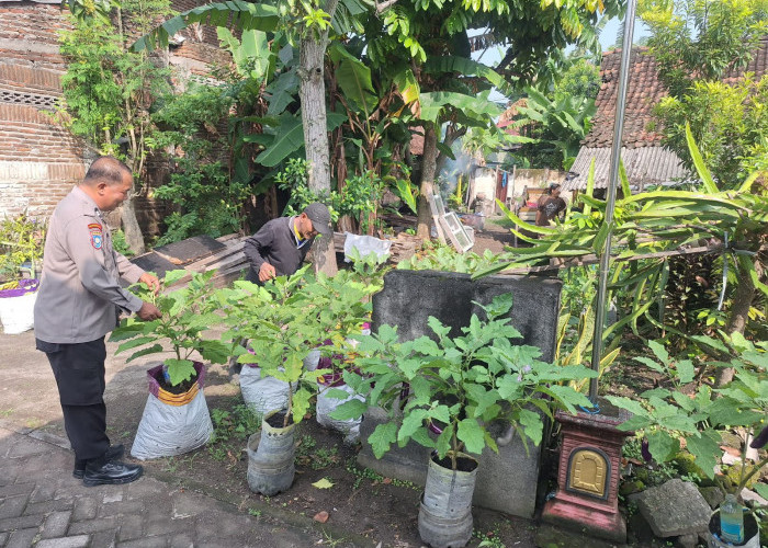 Bhabinkamtibmas Geneng Monitoring Budidaya Terong Warga, Dukung Ketahanan Pangan di Ngawi