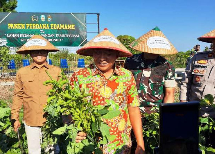 Bupati dan Dandim Situbondo Panen Perdana Edamame