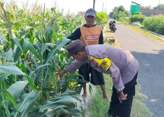 Sambangi Lahan Pertanian, Bhabinkamtibmas Desa Blimbing Berikan Motivasi kepada Petani