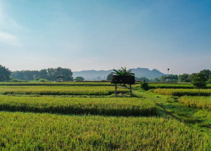Kementerian ATR/BPN Dukung Swasembada Pangan Lewat Penguatan Kebijakan LBS, LP2B, dan LSD