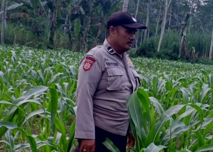 Dukung Ketahanan Pangan, Polsek Klakah Cek Kesiapan Lahan Jagung Warga