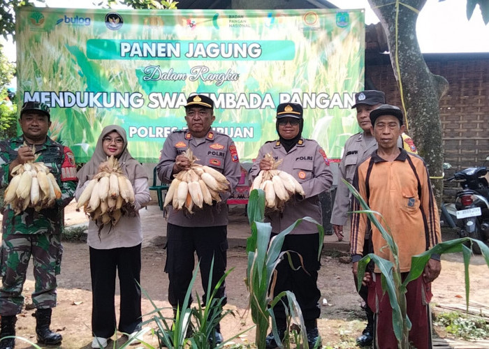 Dukung Asta Cita Presiden, Polsek Puspo Panen Jagung Bersama Petani