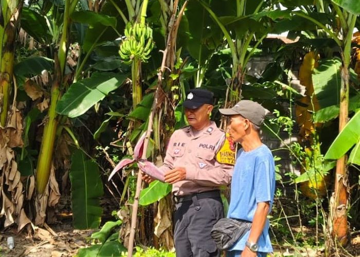 Polsek Taman Tinjau Progres Lahan Ketahanan Pangan Pohon Pisang