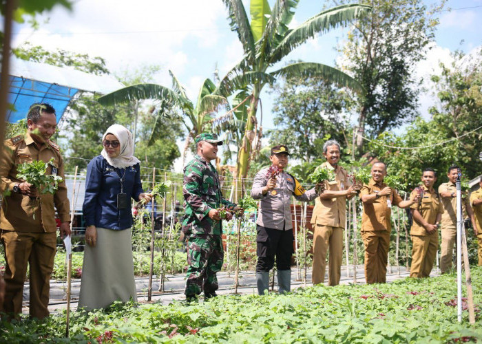 Dukung GNPIP, Pemkot Safari Panen Cabai dan Sayuran Hasil Pekarangan Pangan Lestari