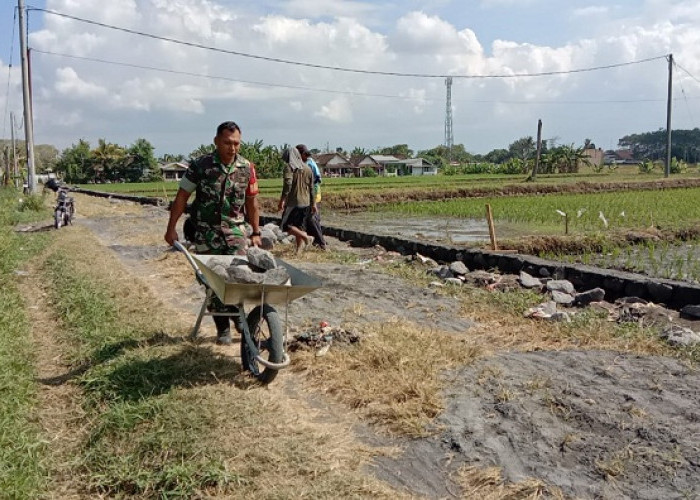 Perkuat Infrastruktur Pertanian, Babinsa Grati Bersama Petani Bangun Drainase 200 Meter
