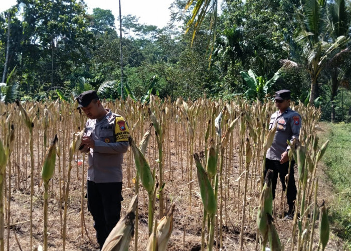 Kawal Asta Cita, Polsek Randuagung Cek Perkembangan Tanaman Jagung Warga Desa Tunjung