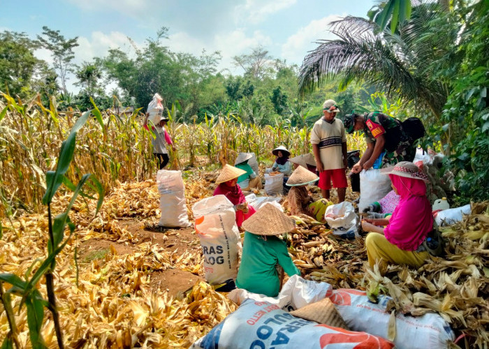 Babinsa Dampingi Petani Panen Jagung, Tingkatkan Produksi dan Kesejahteraan